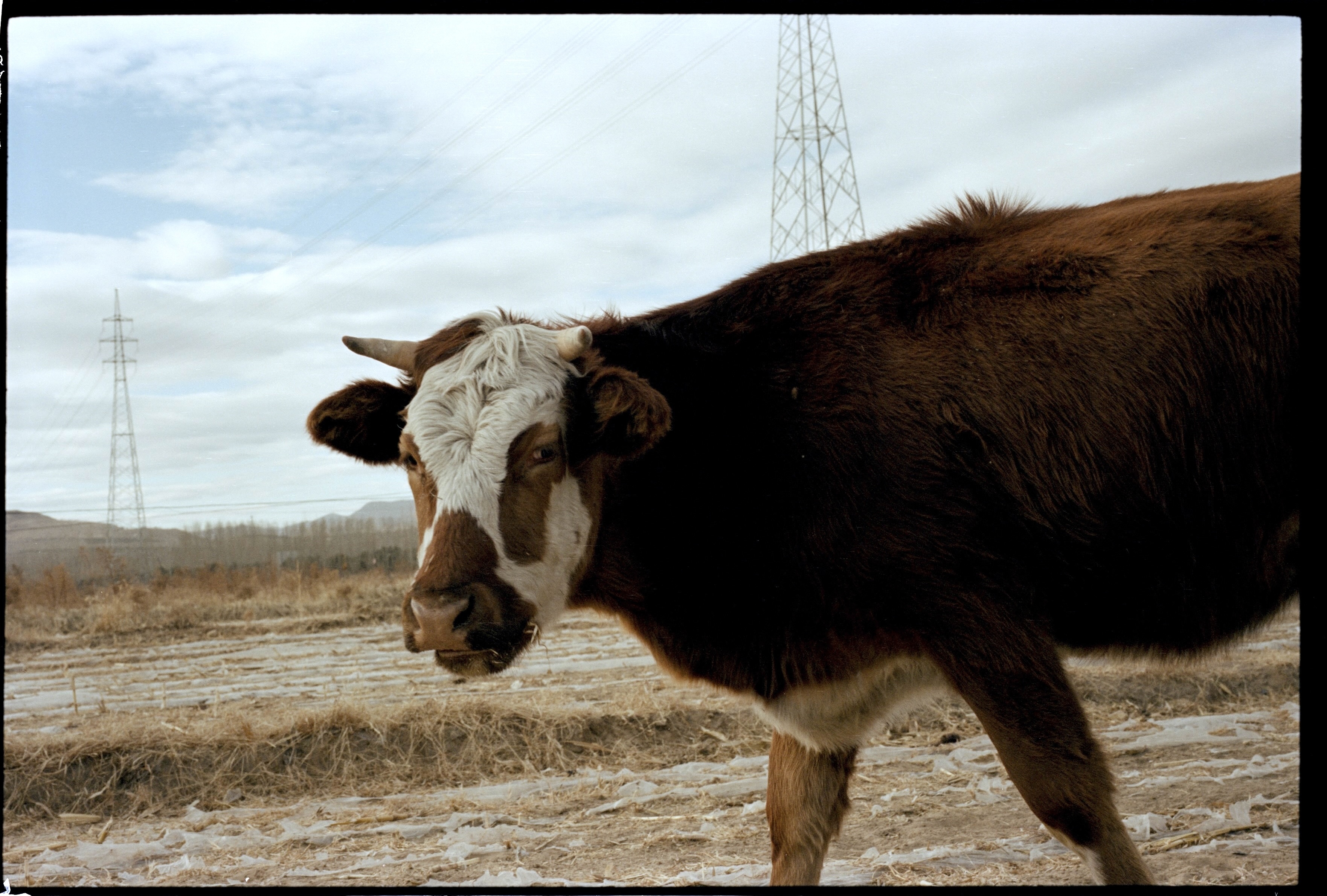 Cow3