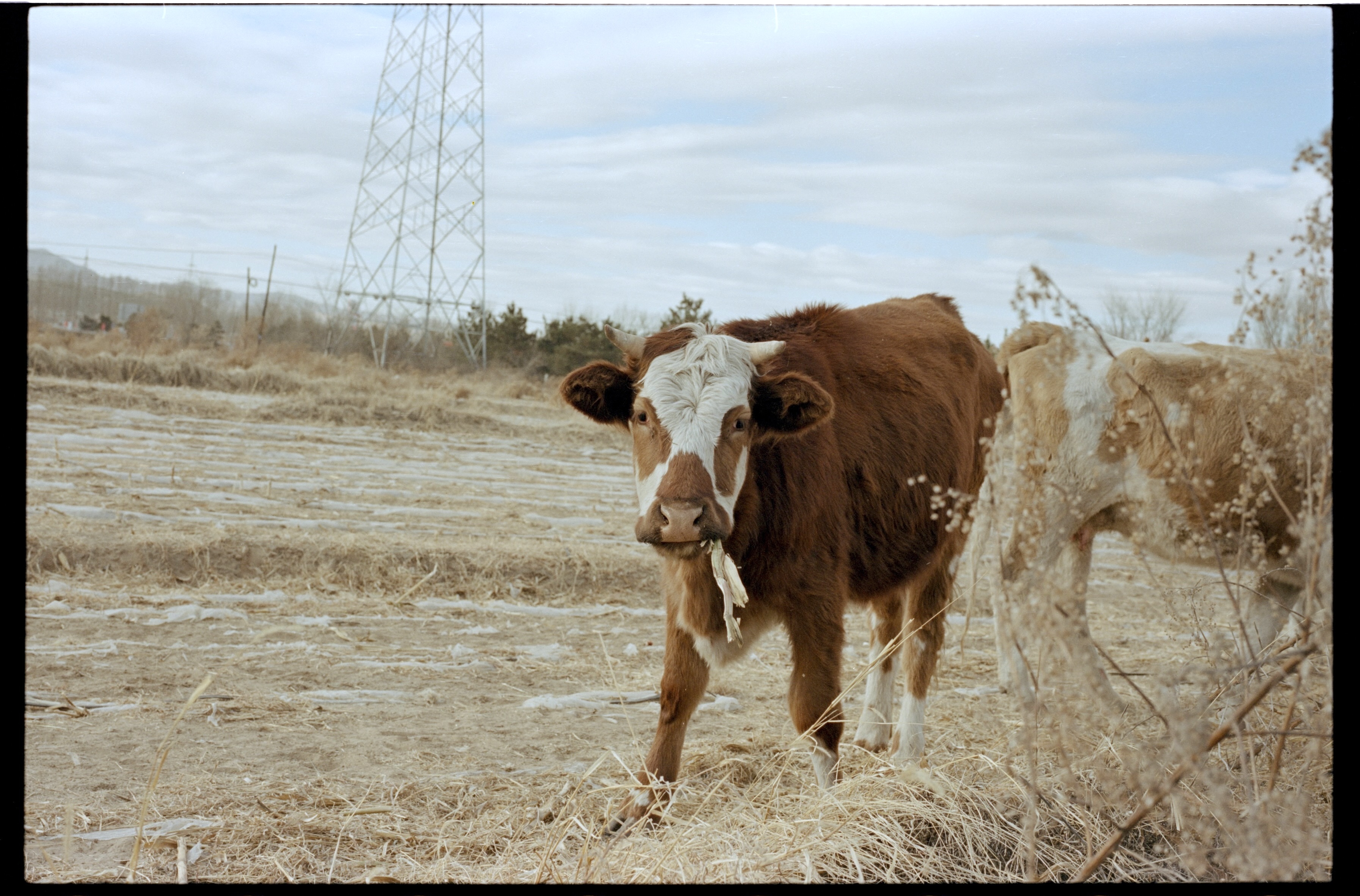 Cow7