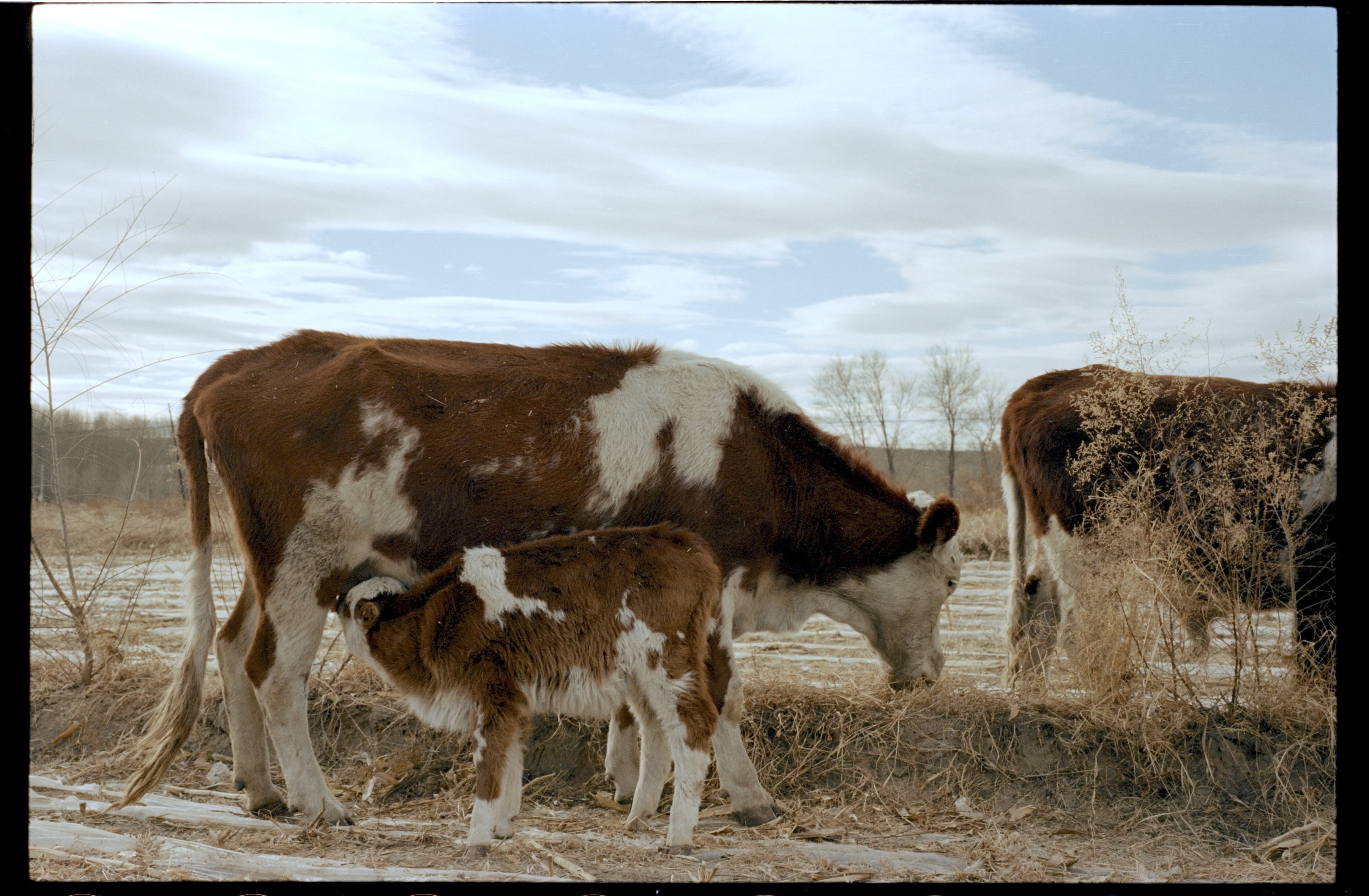 Cow8