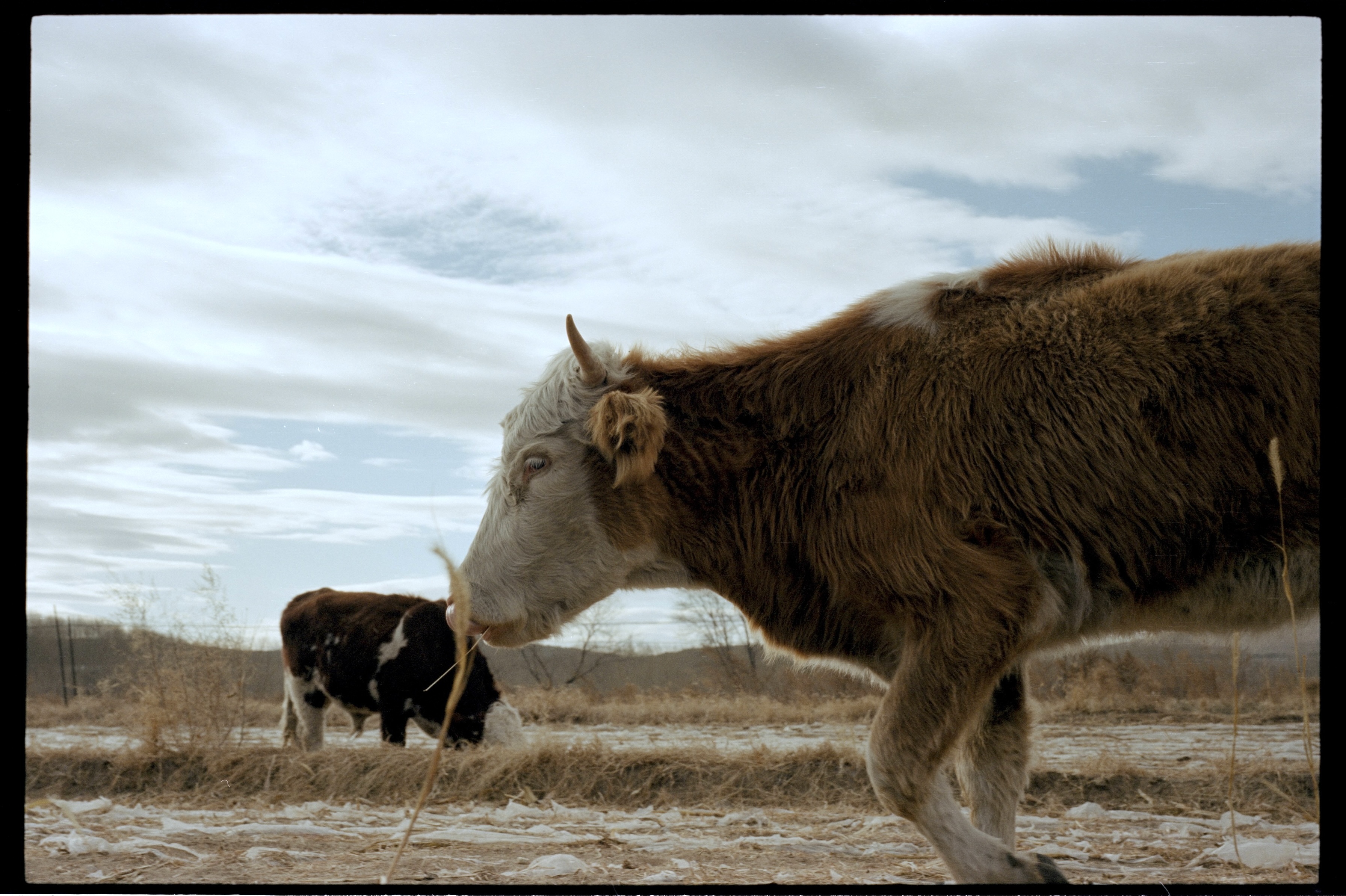 Cow4