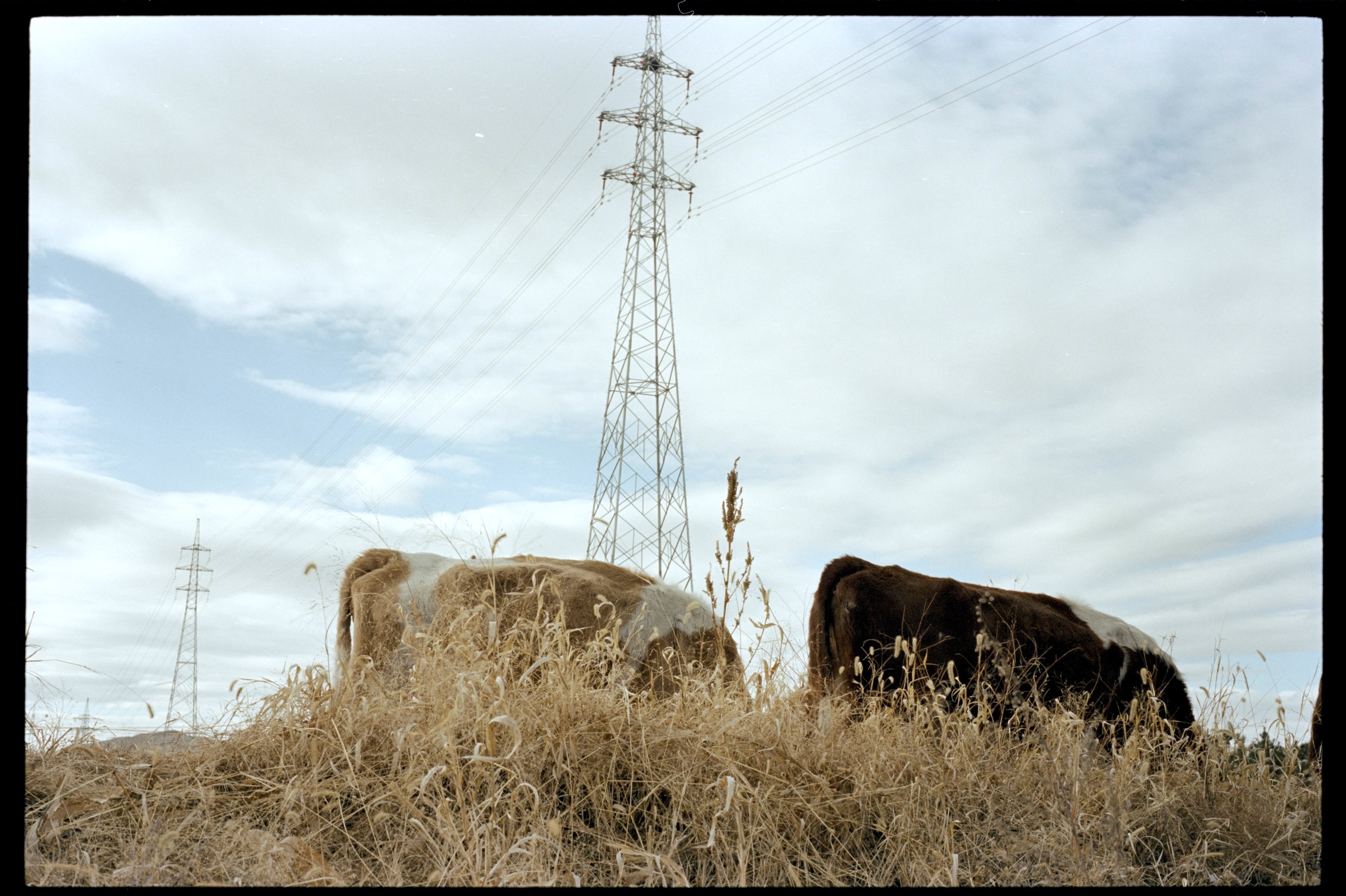 Cow2