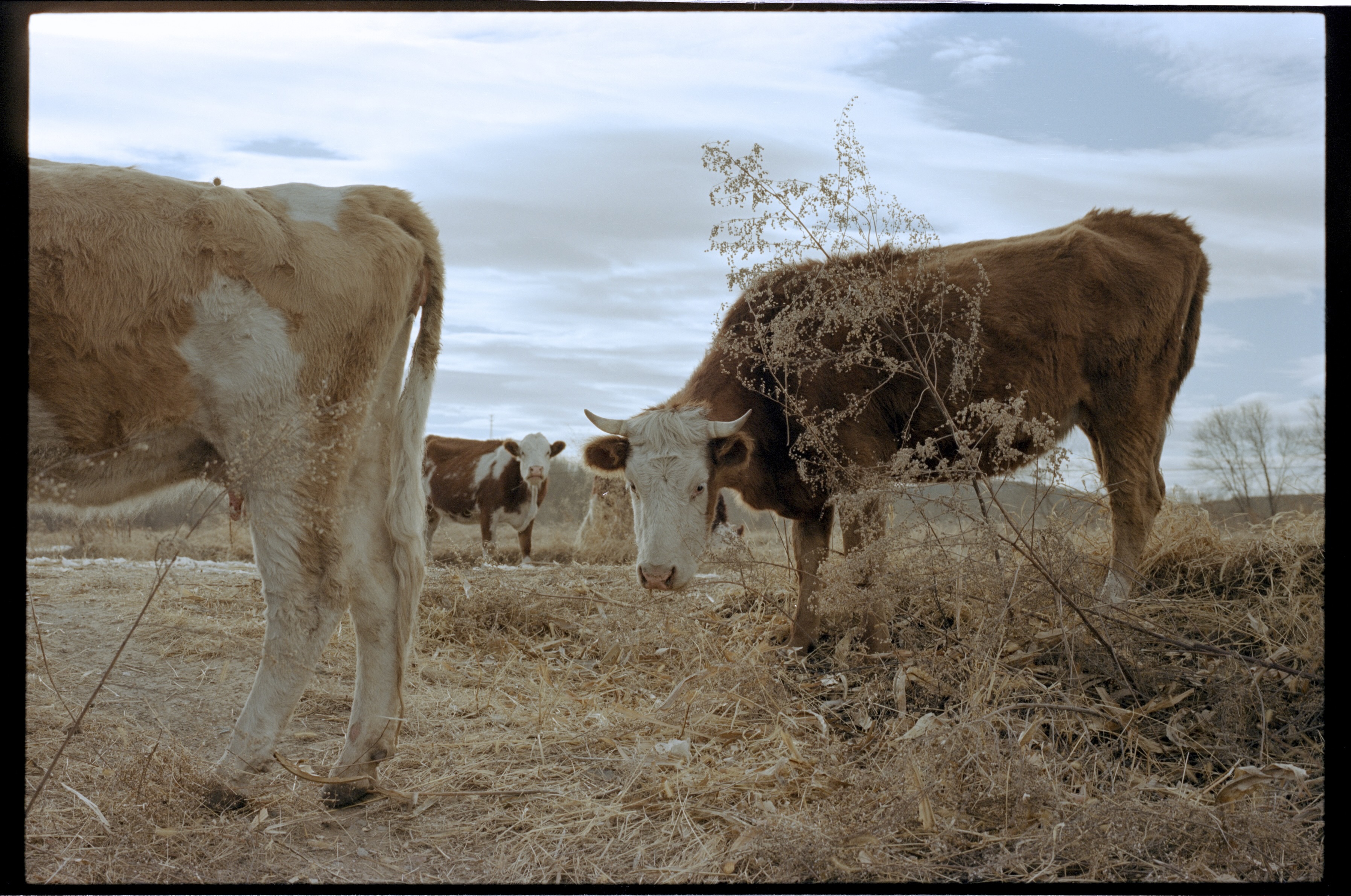 Cow5