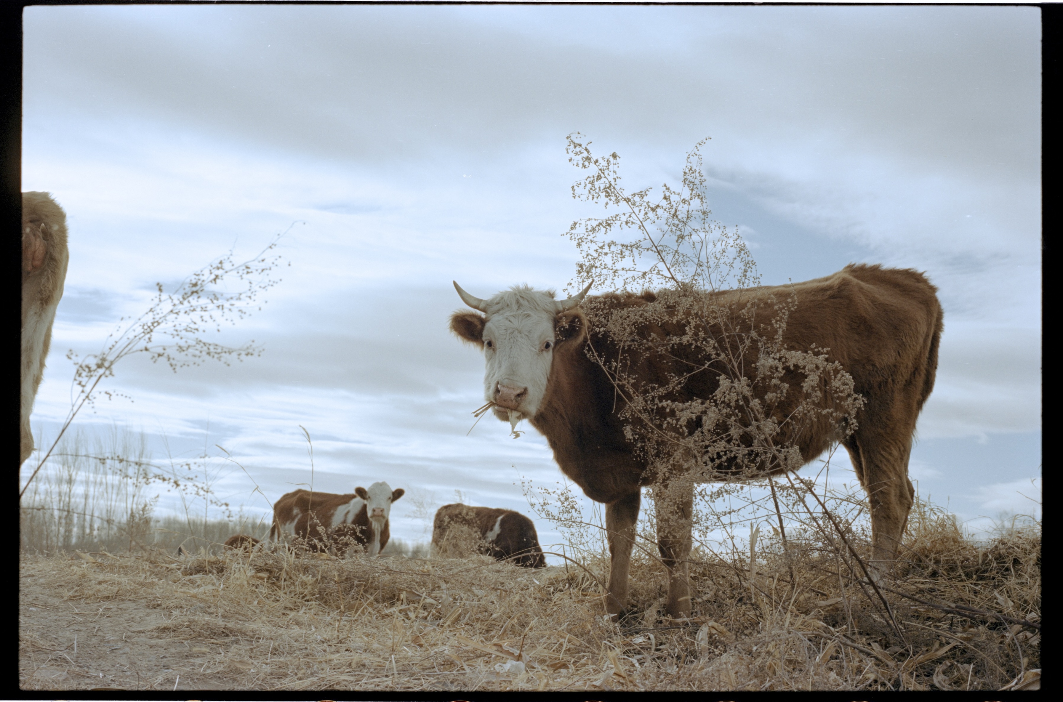 Cow6